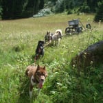 Willow weis genau wo's lang geht.