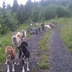 Chumana durfte wieder neben Willow in Lead laufen.