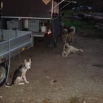 Wenn ich mal gross bin, darf ich auch mitrennen!