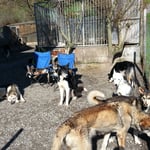 wuiselwuisel - überall Hunde.