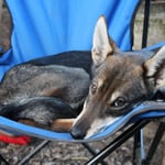 Spielen ist anstregend, Smilla braucht ne kurze Pausen...