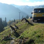 Die Flachlandhunde geniessen die Aussicht!