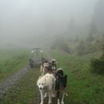 Klein Fufu mit Sila in Lead.