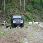 Bei Thömi und Süsi hat es viel Platz, so konnten wir unsere Hunde mitnehmen.