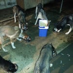 Am Abend schon in der Runde gefressen!