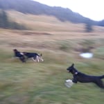 Die drei schwarzen Blitze ;-)