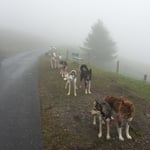 Wo will Finn den hin?!?