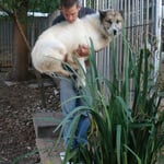 Äh, Chef, bitte nicht fallen lassen!