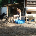 Ilannaq ist noch skeptisch, Fjäll machts ihm vor ;-)