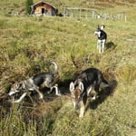 Mit Finn, Fjäll, Siri und Similla unterwegs...