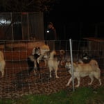 Montagabend, alle müde und zufrieden zu Hause im Auslauf!