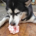 Ein Malamute schweigt und geniesst