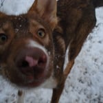 Troll tollt im Schnee trum ;-)