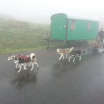 Finn lief als Verstärkung in Barbaras Gespann mit - wollt aber beim zurückkommen wieder zu seinen Kumpels.;-)