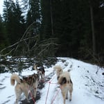 Der Baum kann uns nichts anhaben ;-)