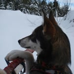 Klein Siri versucht sich als Musher!;-))