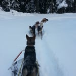 Siri fährt lieber auf dem Schlitten mit und Smilla muss man fast zwingen sich mal auszuruhen!