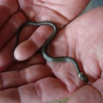 Da hat sich wer im Hundezwinger verirrt...