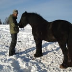 Pferde, Elias heimlicher Traum...