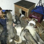 Jeder sucht sich ein trockenes Plätzchen - scheiss Regen!