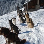 Die Hunde geniessen die Sonne. Hat der Chef noch mehr von den Snack's?