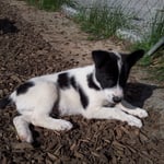 Der kleine Bub, Hahn im Korb ;-)