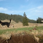 Soooo viel Platz zum Fangen spielen.