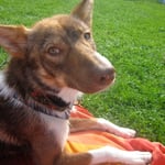 Troll beim Sünnele Ende August - nun ist die Badesaison vorbei und das Training ruft!