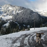 Fjäll geniesst das Rumdüsen...