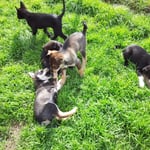 Spielen bis zum Umfallen..