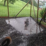 Ist das jetzt ein Biber?!