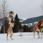 Troll und Willow wollen weiter.