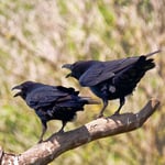 Christian Frenzel - Ablehnung