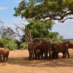 на сафари в национальном парке Тсаво Ист