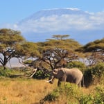 слоны на фоне Килиманджаро в парке Амбосели