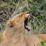 на сафари в Масай Маре