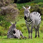 зебры в национальном парке Кении