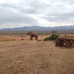 слоны в национальном парке Тсаво