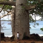 баобабы в Кении