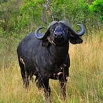 буйвол в национальном парке Масай Мара