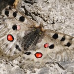 Kategorie 3 Andere Tiere: Apollofalter 