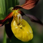 Kategorie 4 Pflanzen und Pilze: Inspektion des Frauenschuhs