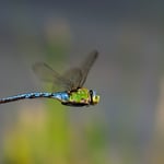 Kategorie 3 Andere Tiere: Aufklärungsflug der Grossen Königslibelle 