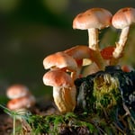 Kategorie 4 Pflanzen und Pilze: Erleuchteter Trupp