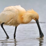 Kategorie 1 Vögel: Löffler beim... Löffeln