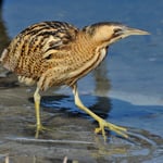 Kategorie 1 Vögel: Rohrdommel