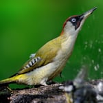 Kategorie 1 Vögel: Grünspecht an der Tränke