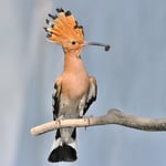 Kategorie 1 Vögel: Fütternder Wiedehopf