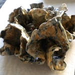 "Anemone 1"-Clay with Multi-color Glazes