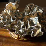 "Anemone 2"-Clay with Multi-color Glazes